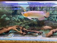 Arowanas and full set up £1550