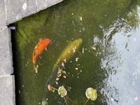 Three koi free to good home