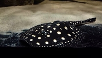 Leopoldi Stingray for sale