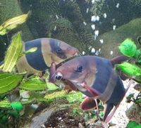 Large clown loach for sale