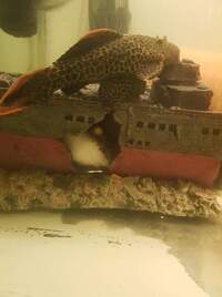 Leopard catus pleco