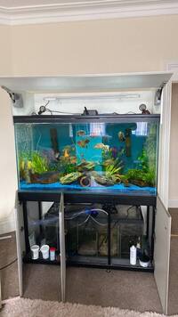 SELLING PRED FISH COLLECTION AND CUSTOM TANK HIGH GLOSS