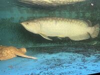 SOLD - datnoid, ray, nile perch SUPER RARE BATIK AROWANA (Scleropages inscriptus) ONLY 1 IN UK FOR SALE