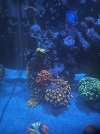 Marine Tank Shut Down, live stock availabe