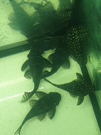 L201 and L333 Pleco Adults