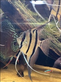 11 x F1 Rio Nanay Angel Fish (adults) £150