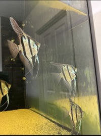 11 x F1 Rio Nanay Angel Fish (adults) £150