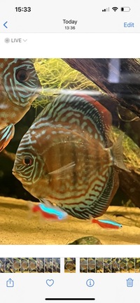 4 x adult discus “wild type” red/orange £200 5-6 inches