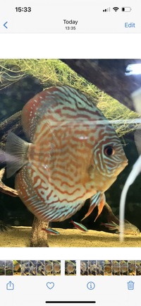 4 x adult discus “wild type” red/orange £200 5-6 inches