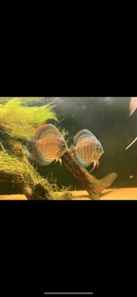 4 x adult discus “wild type” red/orange £200 5-6 inches