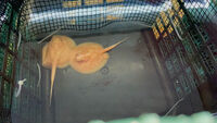 SOLD   2 x female pure albino stingray pups uk bred pearl FS or Trade