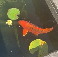 Large Koi Carp for Sale