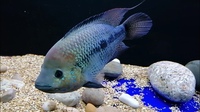 RIO MAGDALENA UMBEE CICHLIDS