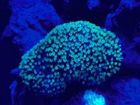 Marine corals and fish for sale