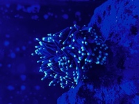 Marine corals and fish for sale