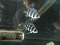 F1 Blue Frontosa (Karema) Stunning Quality