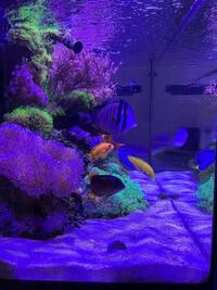 Red Sea 250 with full stock of fish and corals