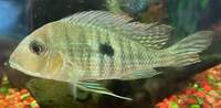 Oscar bass geophagus dempseys