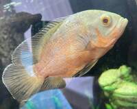 Oscar bass geophagus dempseys