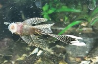 Blistlenose pleco