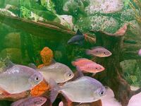 Multiple fishes - jewel cichlids, dollar, clown loach