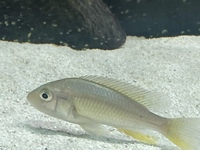 Female Malawi peacock/haps