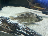 Female Malawi peacock/haps