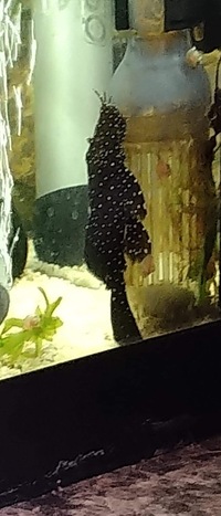 For sale L183 Starlight BN Pleco