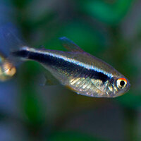 black neon tetra