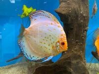 3 Stendker Discus for sale £10 each