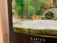 3 Clown Loaches