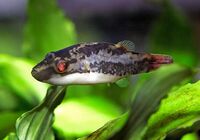 3 red eyed red puffers