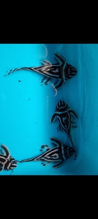 Breeding group of L046 zebra plecs SOLD