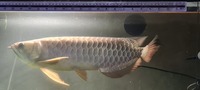 19/20 inches 24k XB Malaysian Golden Arowana - Chipped, no Cert.