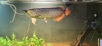 19/20 inches 24k XB Malaysian Golden Arowana - Chipped, no Cert.