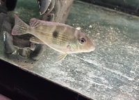 REAL Geophagus Surinamensis maroni river F2