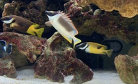 blue eye tang / convict tang/ Frackelface tang sale…