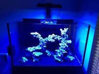 Red Sea 300XL aquarium plus complete marine setup