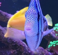 Large sailfin tang