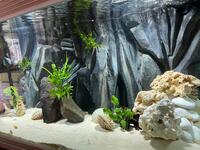 Large Fish Tank 6ft x 2ft full Tanganyika / Tropheus setup