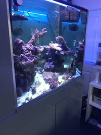 Reef aquarium 100 gallon marine aquarium plus 20 gallon sump