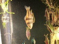 2 large spanner barbs(Barbodes Lateristriga).