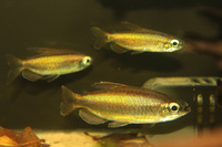 Phenocogrammus aurantiacus XL for sale