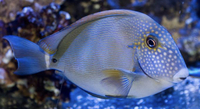 blue eye tang / convict tang/ Frackelface tang sale…