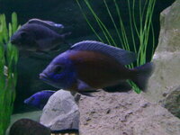 Large male haps and peacocks