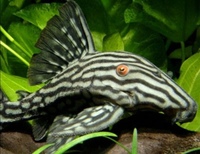 Royal Pleco WANTED