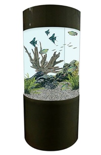 LARGE CYLINDER AQUARIUM WANTED