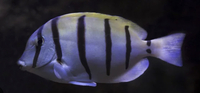 blue eye tang / convict tang/ Frackelface tang sale…