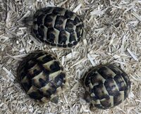 UK Bred Baby Dwarf Hermann Tortoise 2022 For Sale