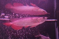 Red-Tail Golden Arowana RTG For Sale